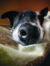 Funny dog Ã¢â¬â¹Ã¢â¬â¹sleeps on the ownerÃ¢â¬â¢s bed. Stock photo dog nose close-up